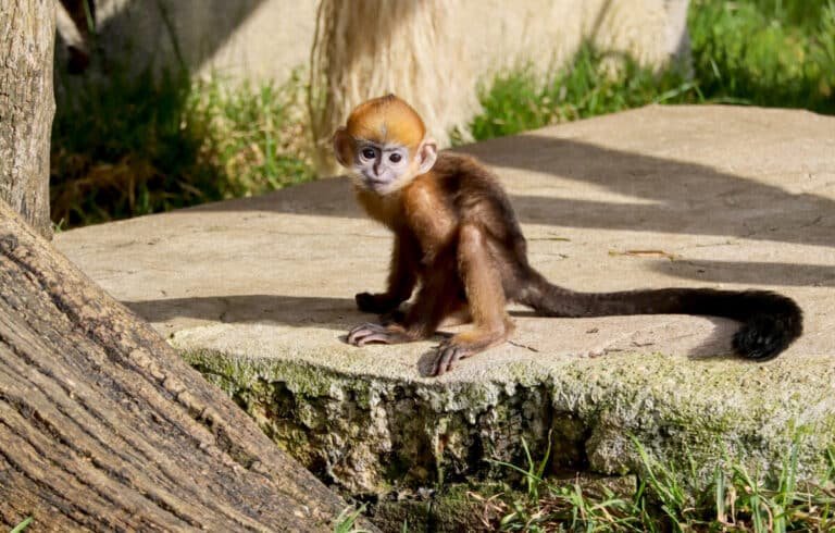 Accueil 6 - Quizzer citadelle