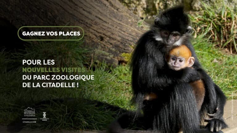 QUIZZER_NOUVELLES VISITES_1280x720px_1